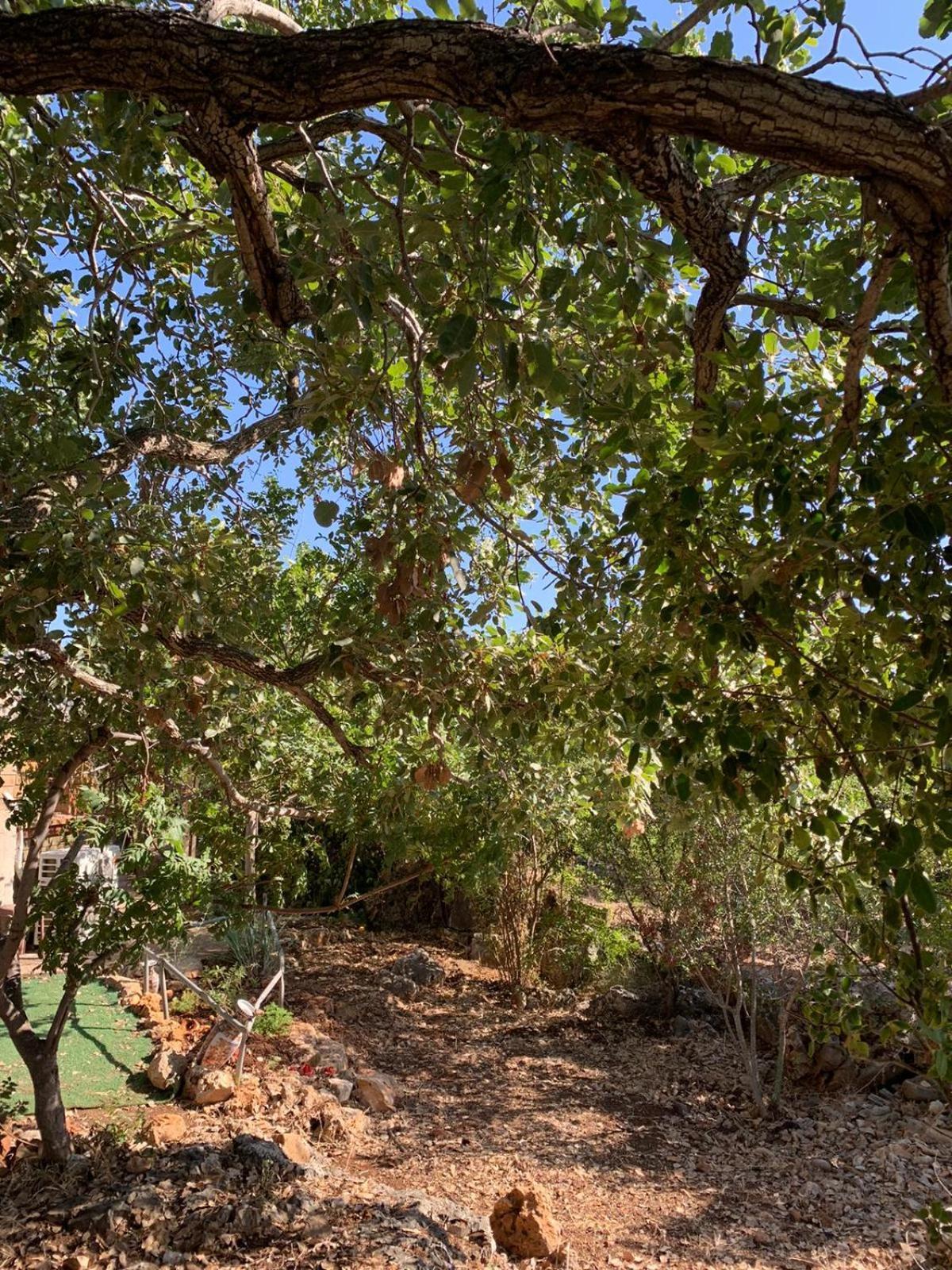 בקתת עץ בחורש במנות - דום גיאודזי - Wooden Cabin In Manot Luaran gambar